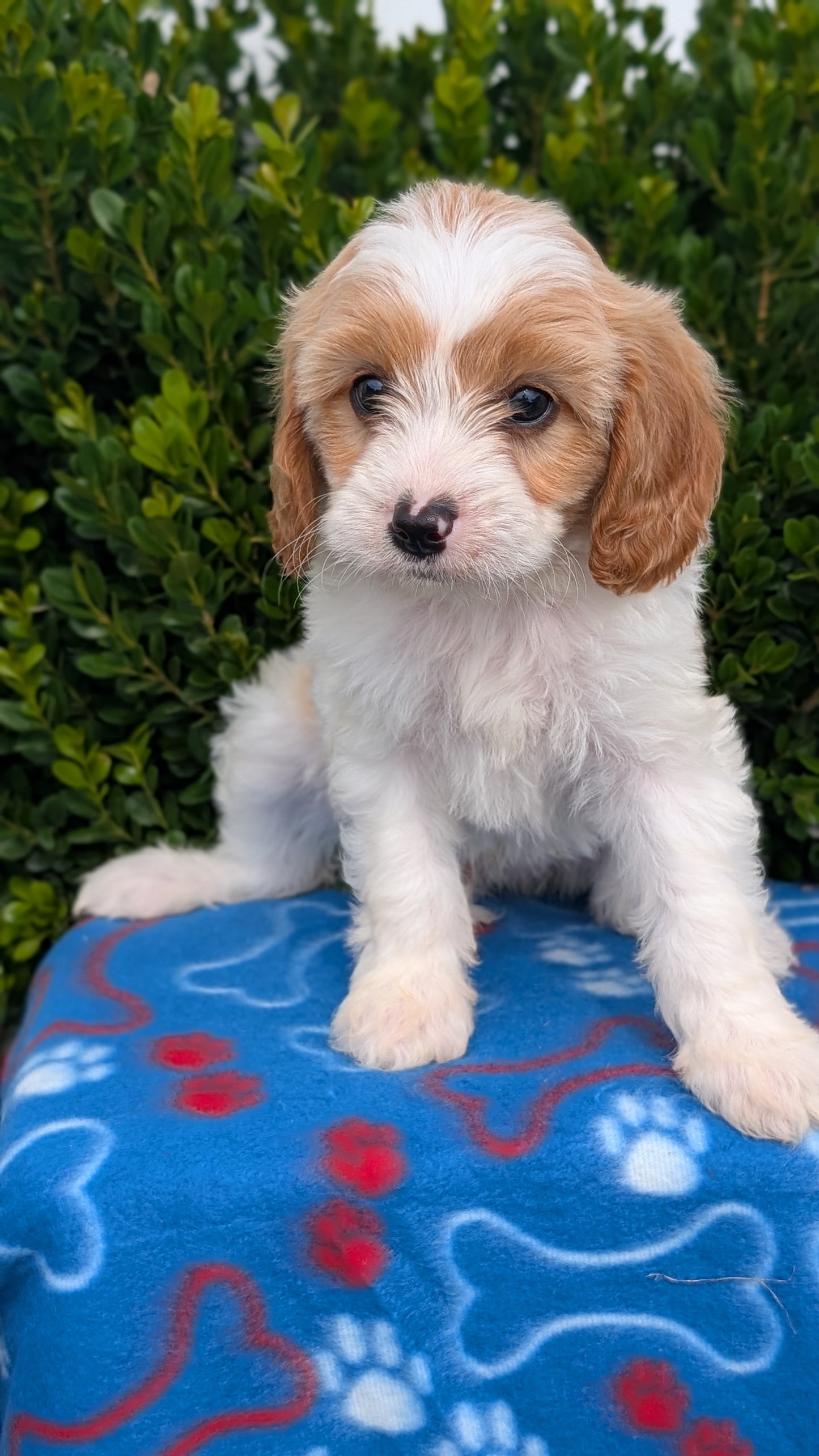 CAVAPOO (MAY 25) MALES