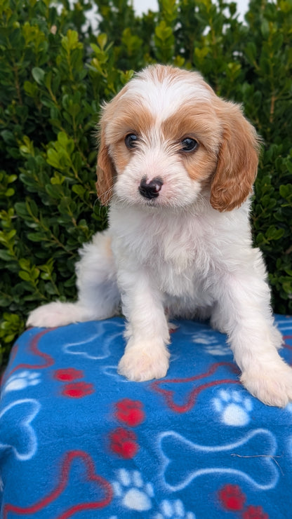 CAVAPOO (MAY 25) MALES
