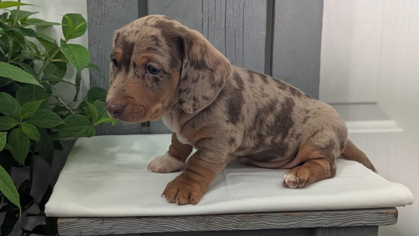 MINI DACHSHUND (MAR 23) MALES