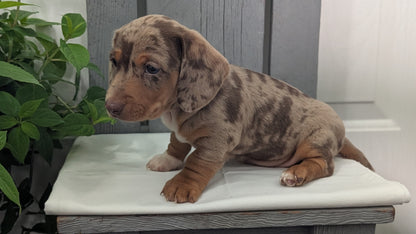 MINI DACHSHUND (MAR 23) MALES