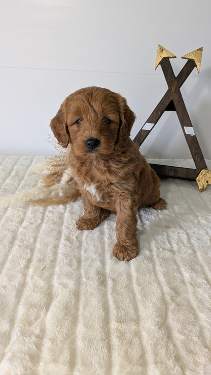 MINI GOLDENDOODLE (03/28) MALE