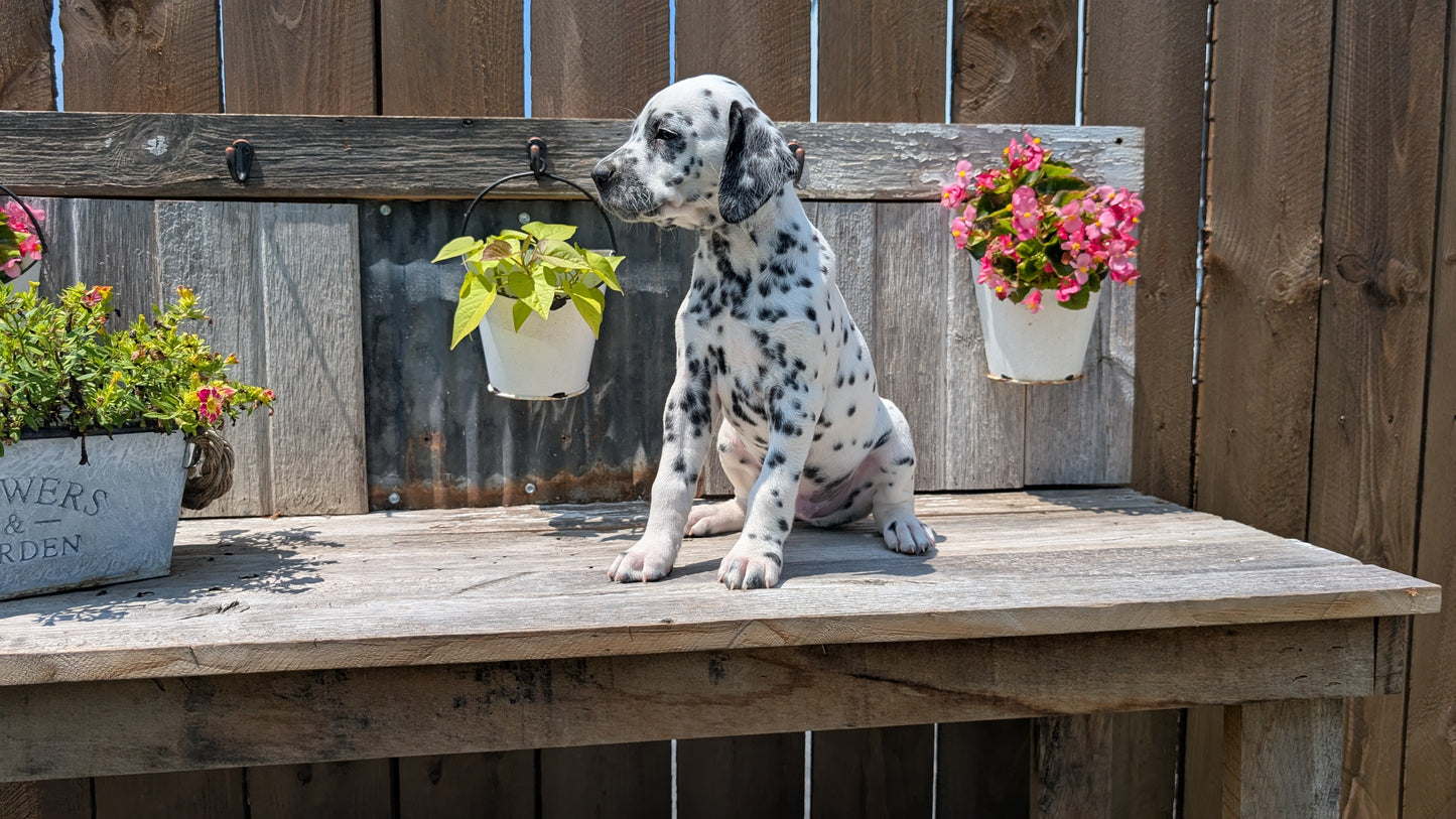 DALMATIAN (06/09) MALE