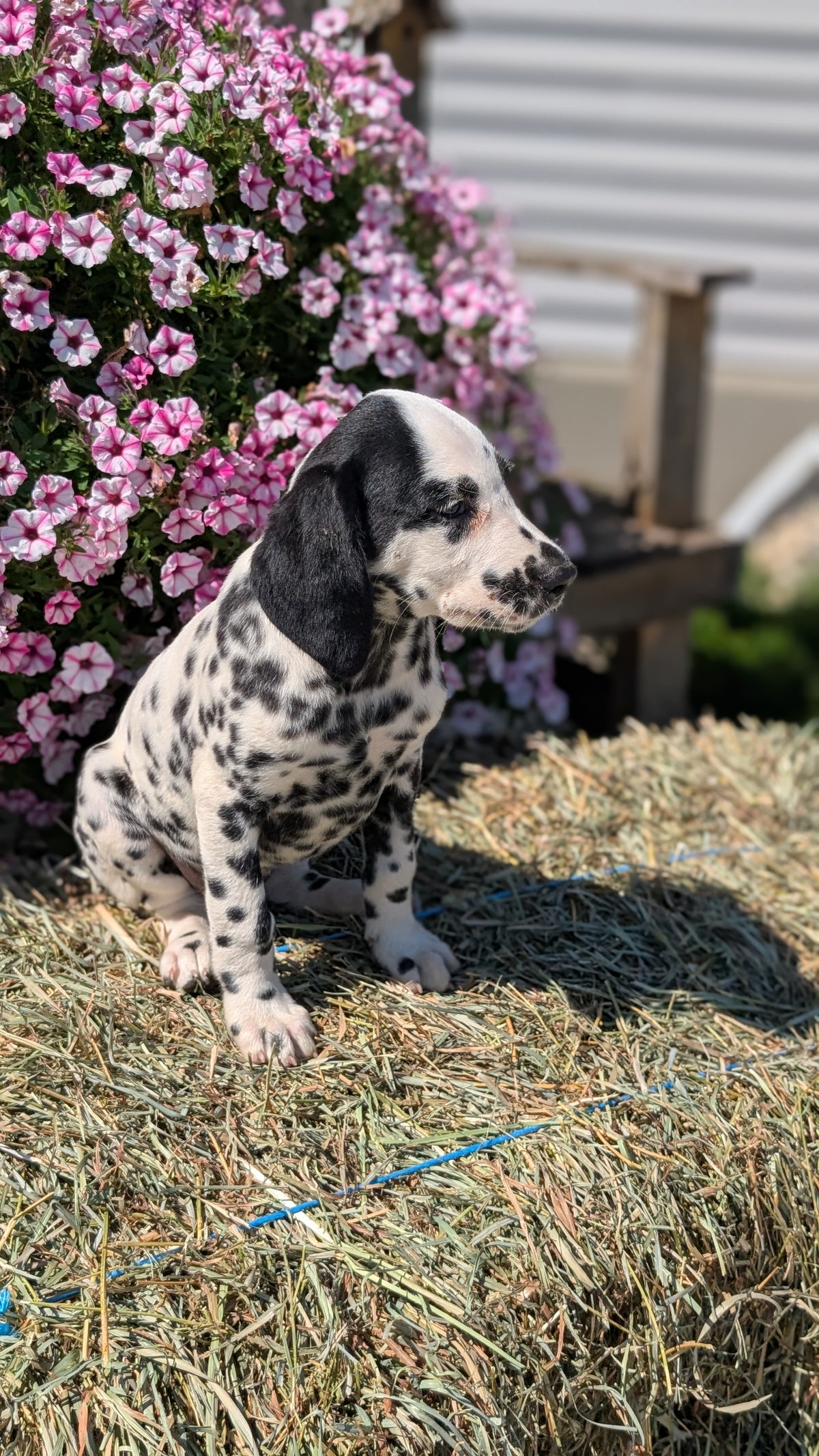 DALMATIAN (JUN 29) FEMALES