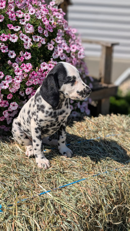 DALMATIAN (JUN 29) FEMALES