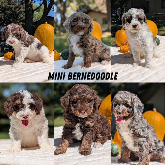MINI BERNEDOODLE (07/25) MALE