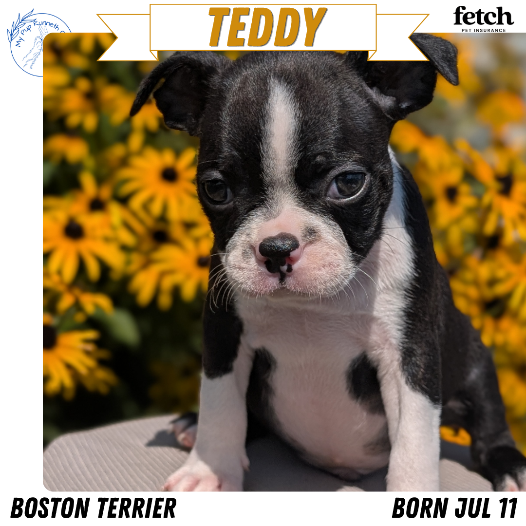 BOSTON TERRIER (JUL 11) 4 FEMALES/4 MALES