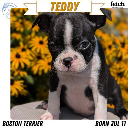 BOSTON TERRIER (JUL 11) 4 FEMALES/4 MALES