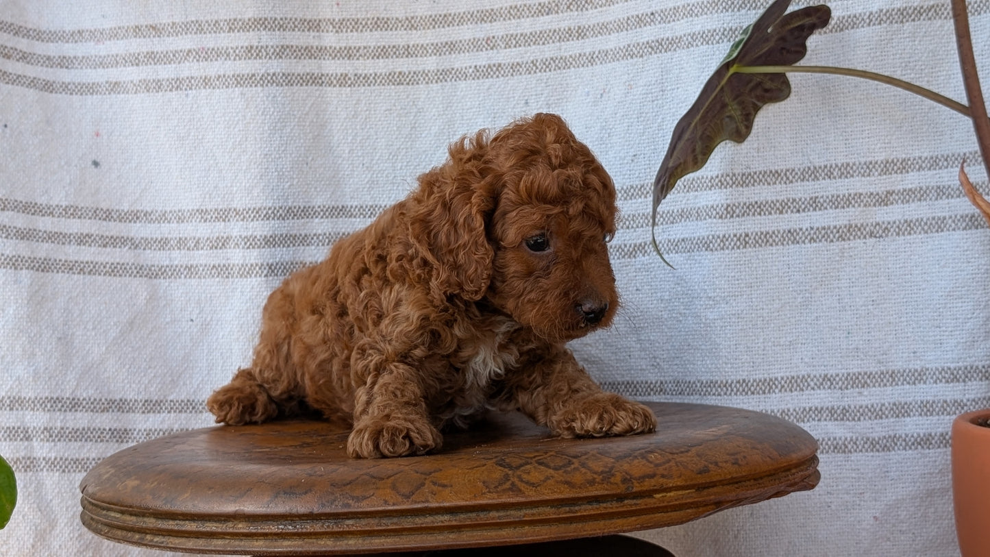 CAVAPOO (MAY 23) MALES