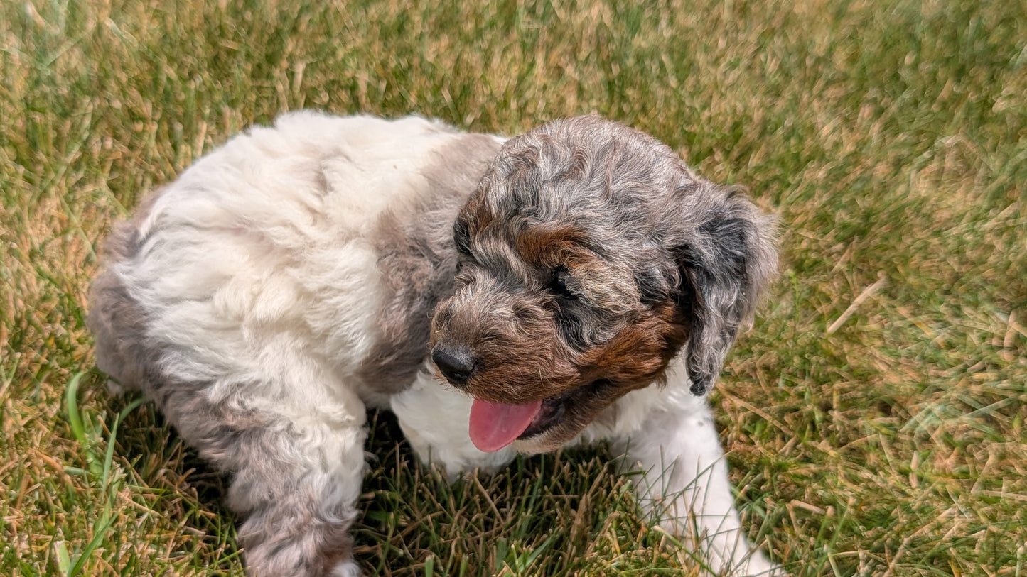 MINI POODLE (06/07) FEMALE