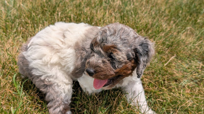 MINI POODLE (06/07) FEMALE