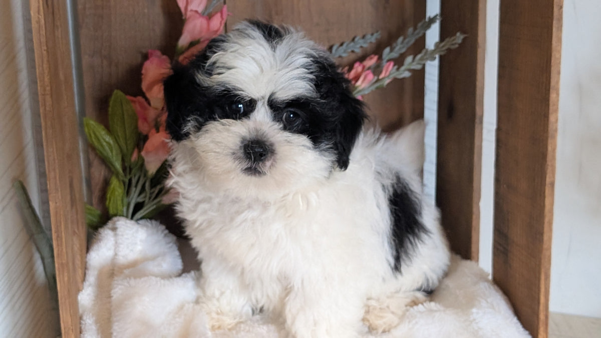 TEDDY BEAR (JUL 15) 1 MALE/1 FEMALE