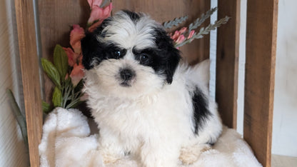 TEDDY BEAR (JUL 15) 1 MALE/1 FEMALE