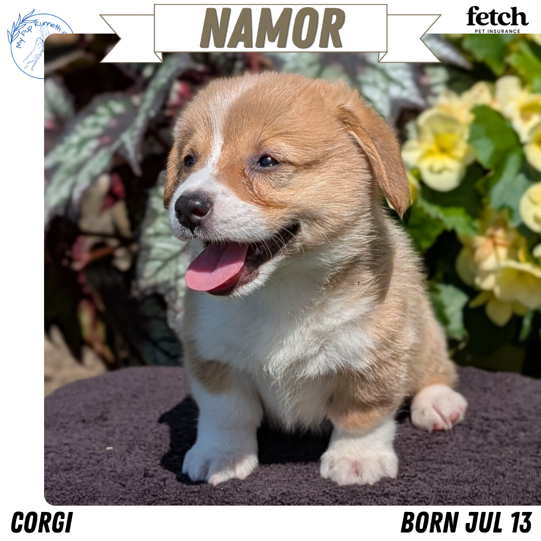 CORGI (JUL 13) 2 FEMALES/3 MALES