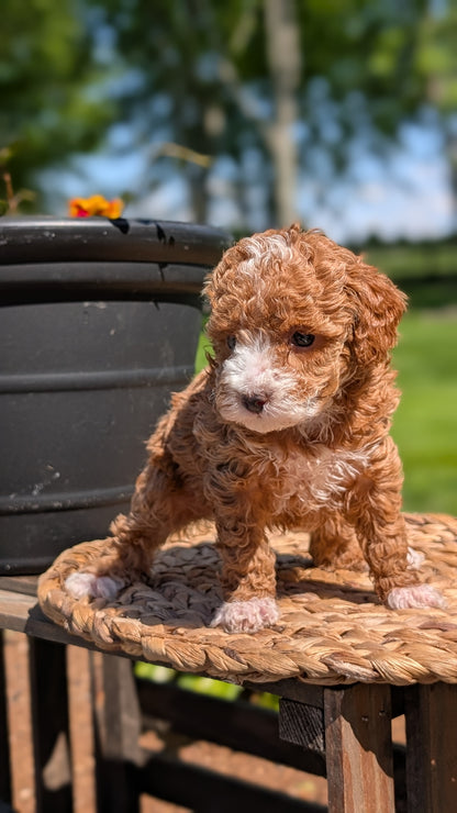 MINI POODLE (APR 03) FEMALES