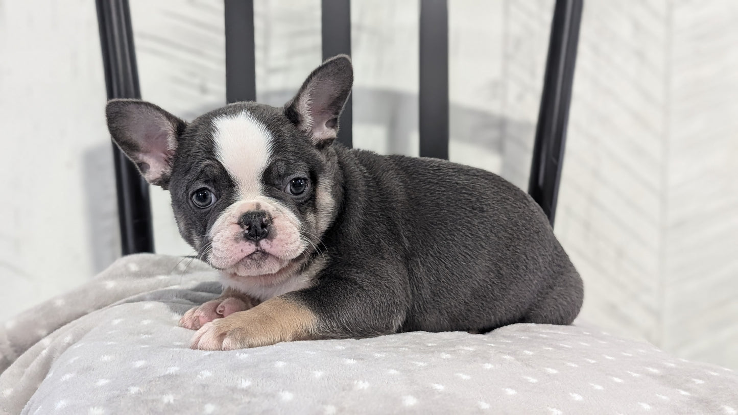 FRENCH BULLDOG (NOV 18) FEMALE