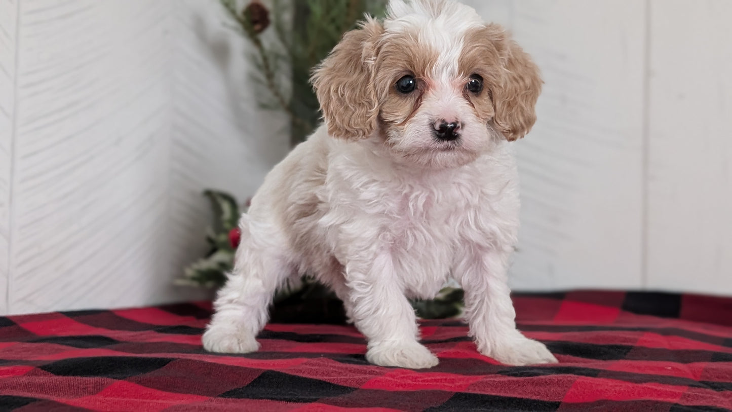CAVAPOO (OCT 27) MALE