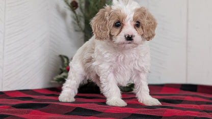CAVAPOO (OCT 27) MALE