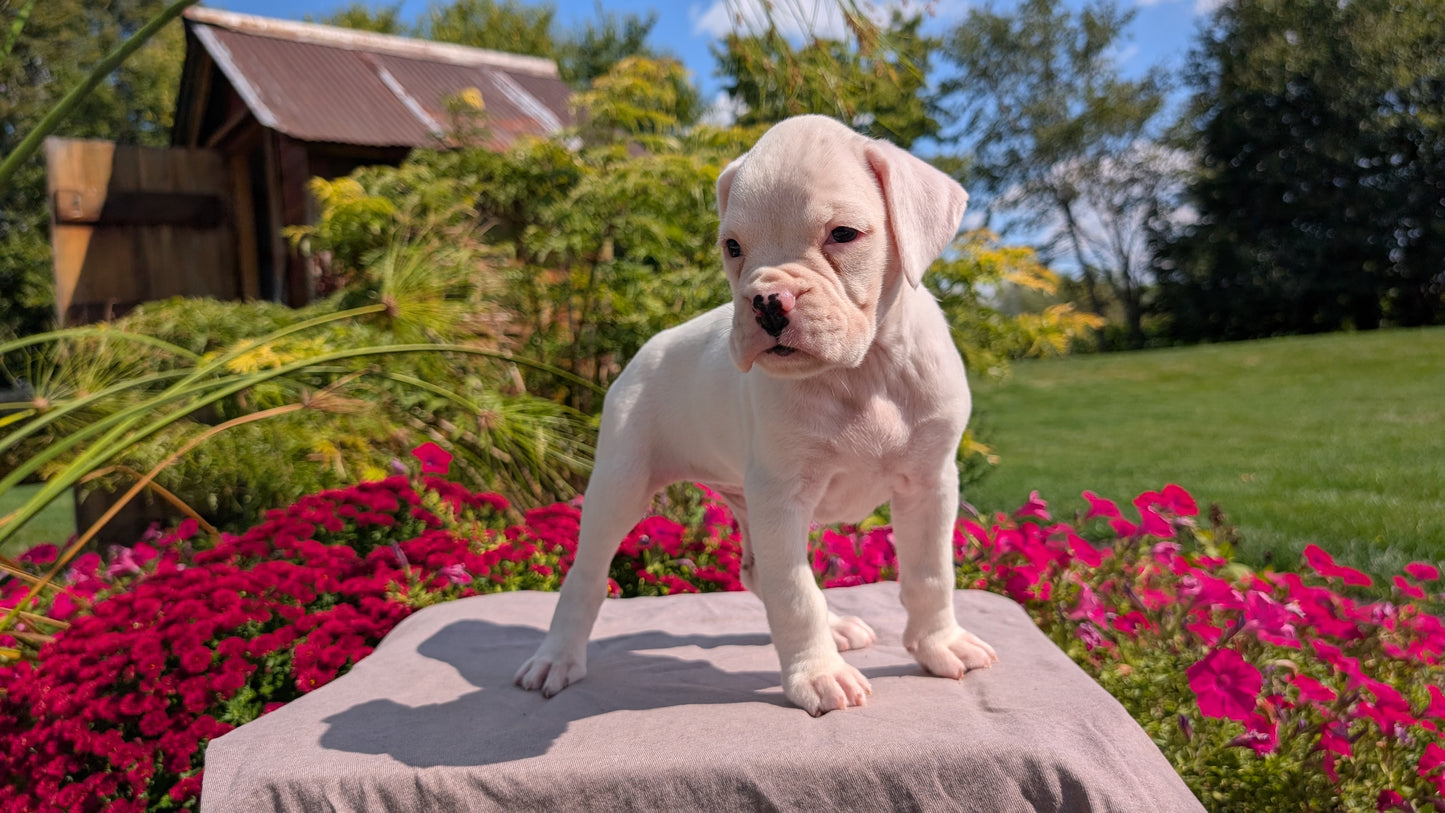 BOXER (08/20) FEMALE