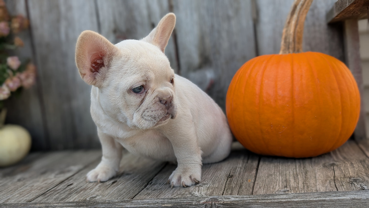 FRENCH BULLDOG (09/09) FEMALE