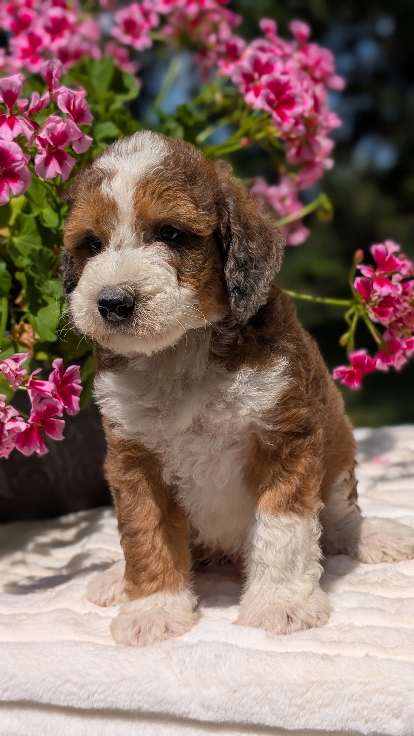 MINI BERNEDOODLE (06/11) MALE