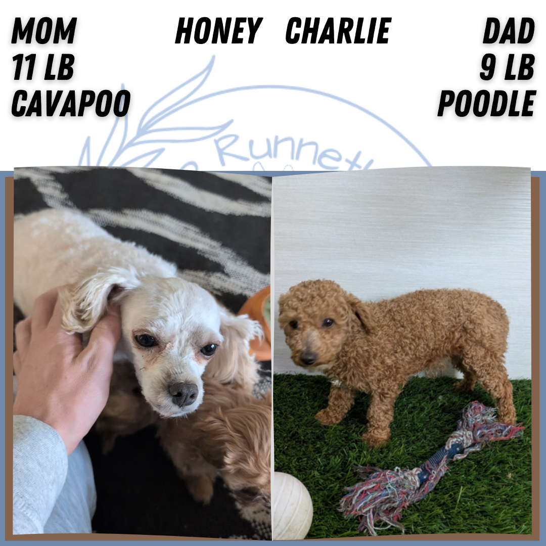 CAVAPOO (NOV 08) FEMALE