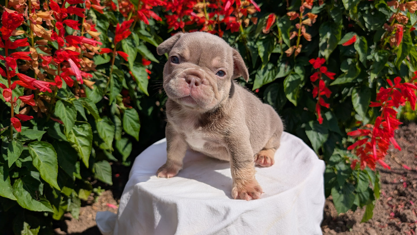 FRENCH BULLDOG (06/27) MALE