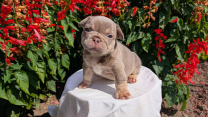 FRENCH BULLDOG (06/27) MALE