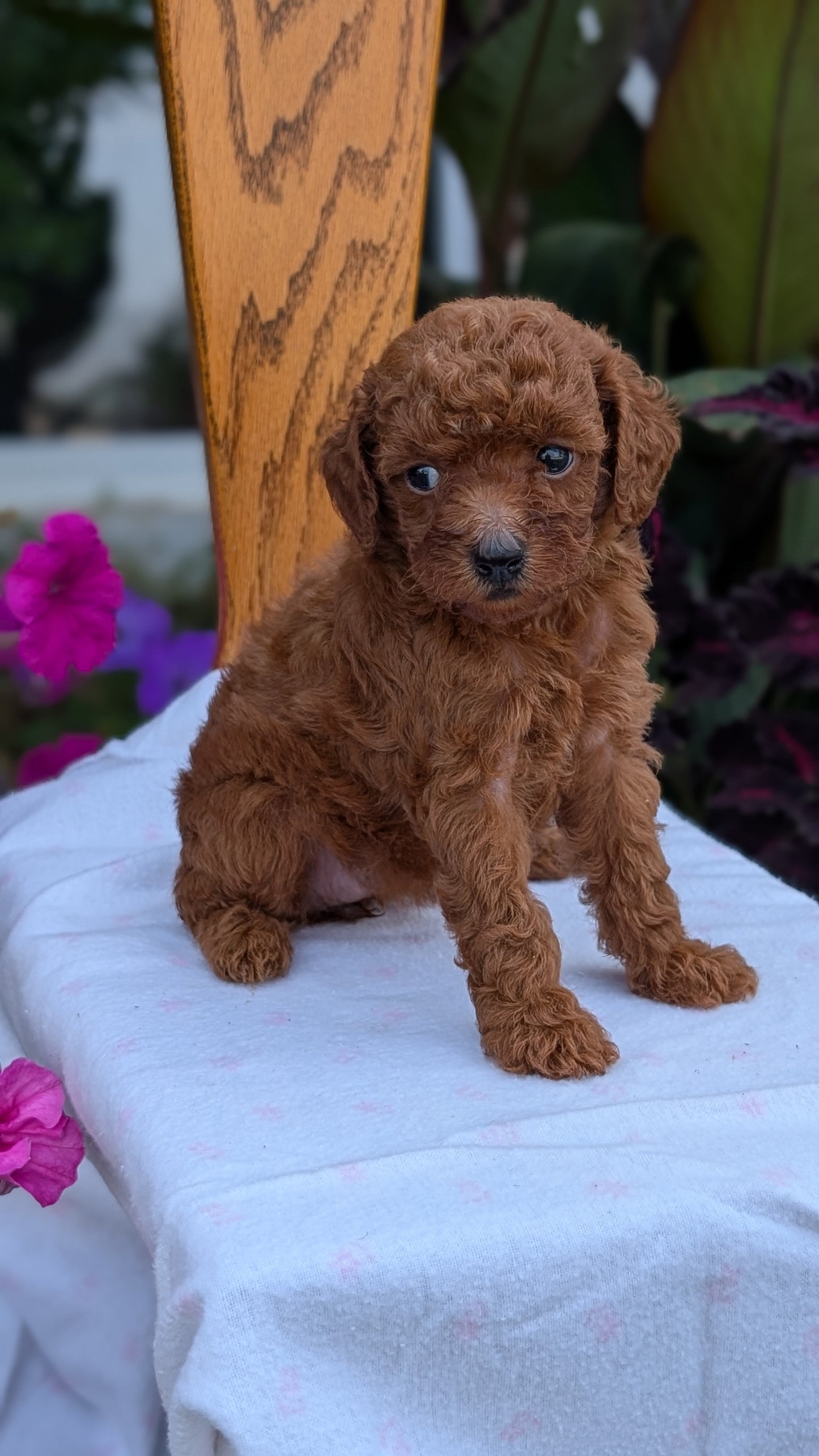 TOY POODLE (JUN 17) FEMALE