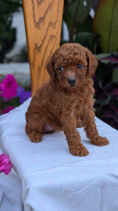 TOY POODLE (JUN 17) FEMALE