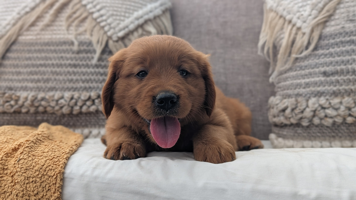 GOLDEN RETRIEVER (JUL 01) MALES