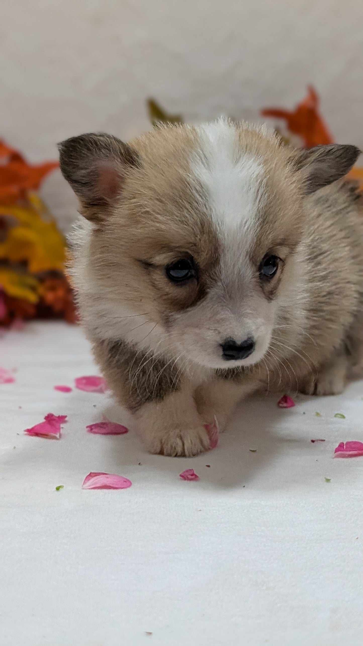 CORGI (09/17) FEMALE