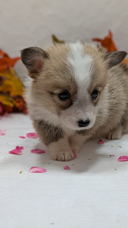 CORGI (09/17) FEMALE