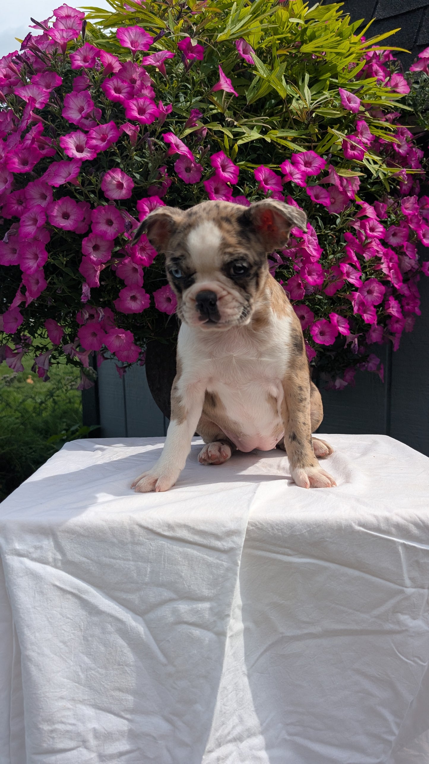 FRENCHTON (06/25) FEMALE
