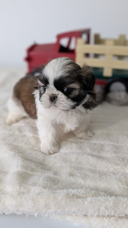 SHIH TZU (DEC 03) FEMALE