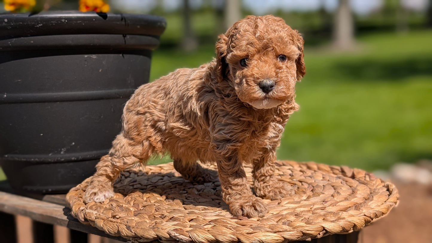 MINI POODLE (APR 03) FEMALES