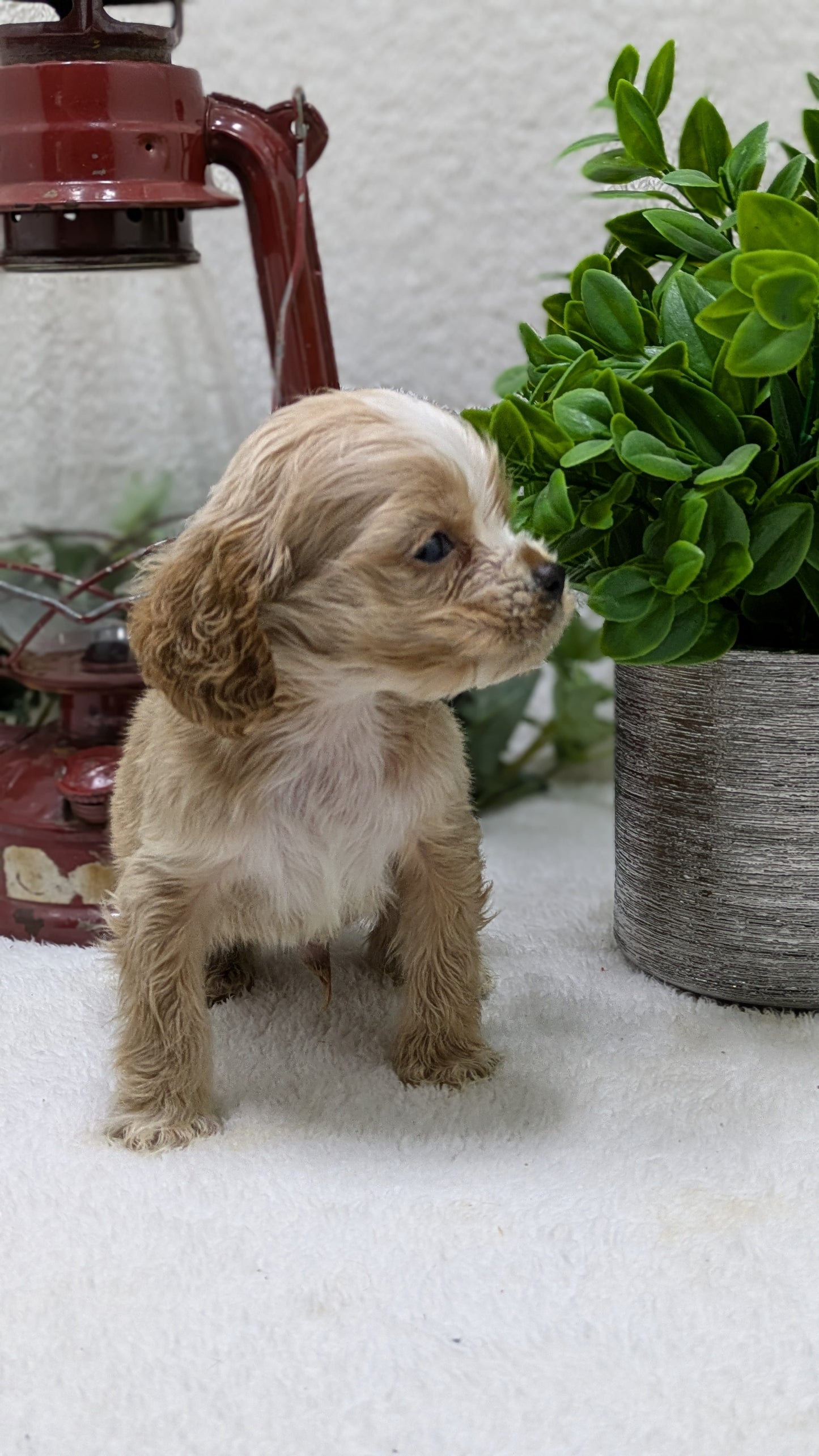 COCKER SPANIEL (12/18) MALE