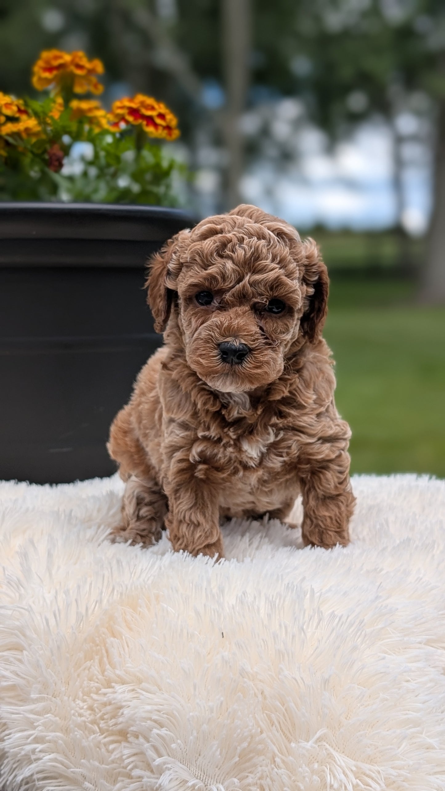 MINI POODLE (MAY 12) FEMALES