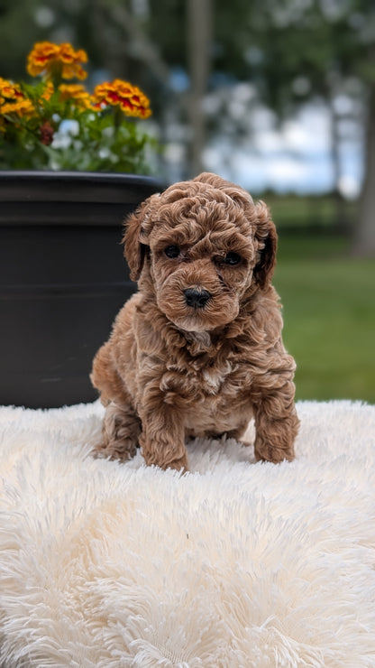 MINI POODLE (MAY 12) FEMALES