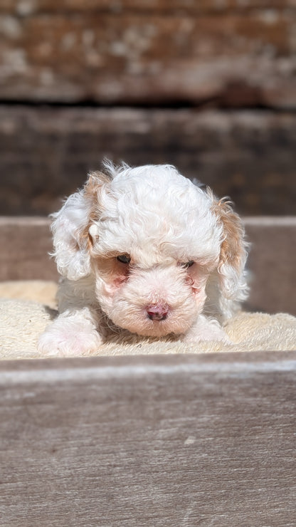 COCKAPOO (MAY 13) FEMALE