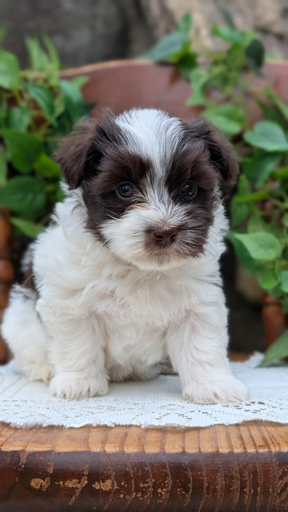 HAVANESE (APR 09) MALES