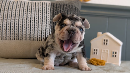 FRENCH BULLDOG (JAN 09) FEMALES