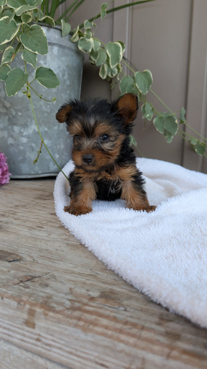 YORKSHIRE TERRIER (06/05) MALE