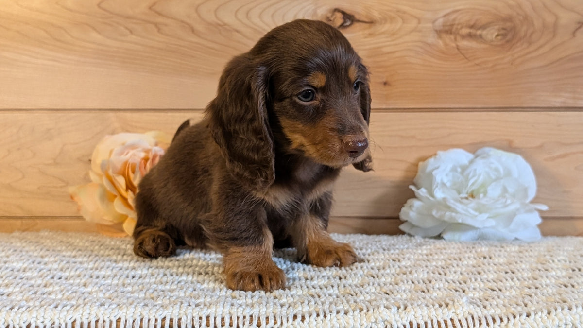 MINI DACHSHUND (JUL 30) 4 MALES/1 FEMALE