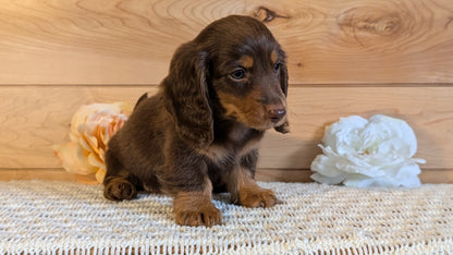 MINI DACHSHUND (JUL 30) 4 MALES/1 FEMALE