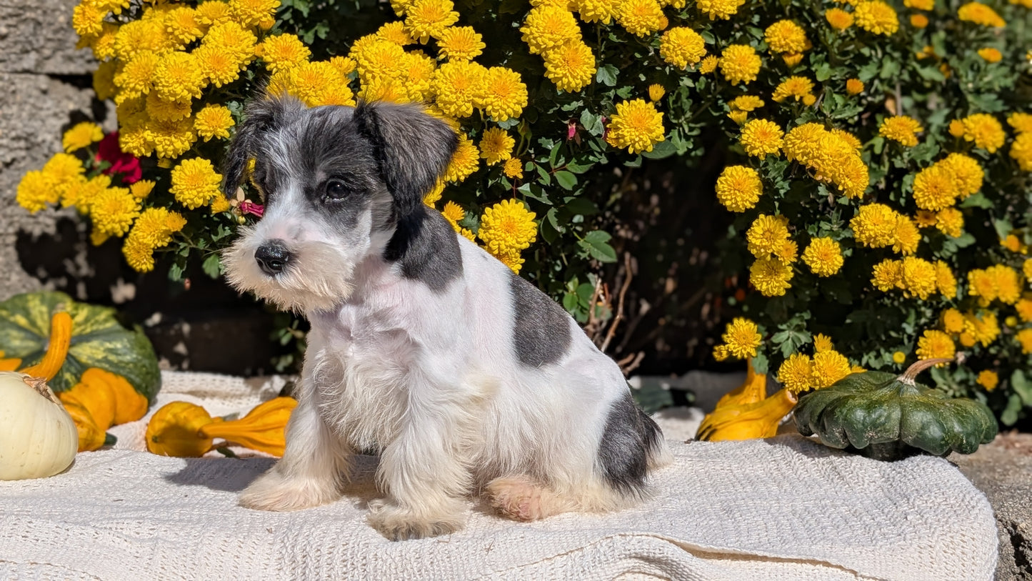 MINI SCHNAUZER (08/06) MALE