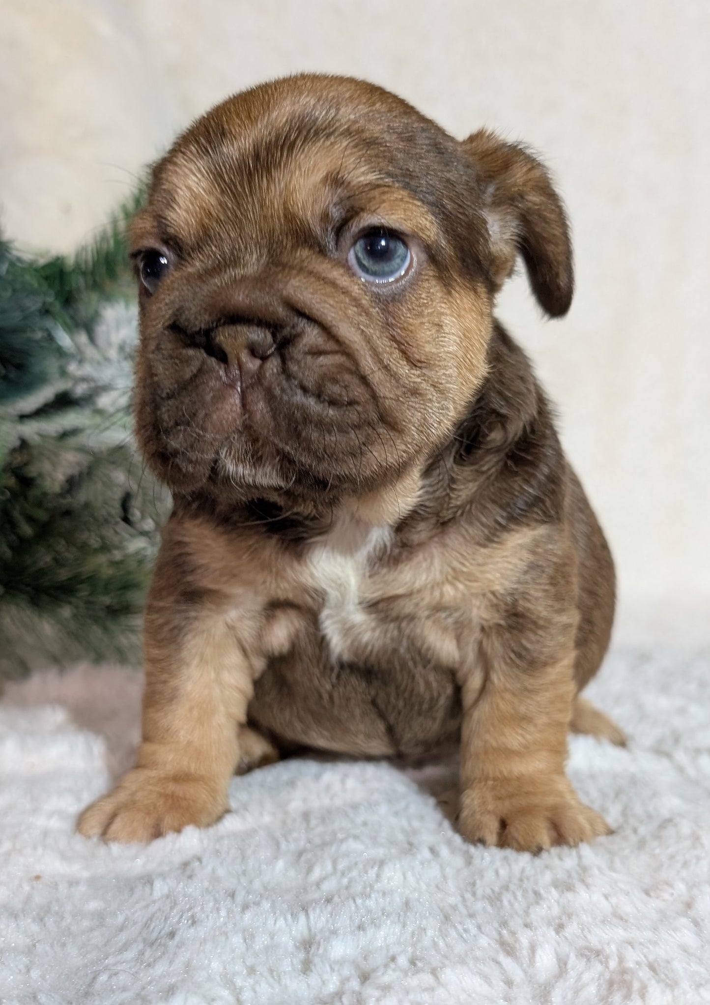 FRENCH BULLDOG (OCT 08) FEMALES