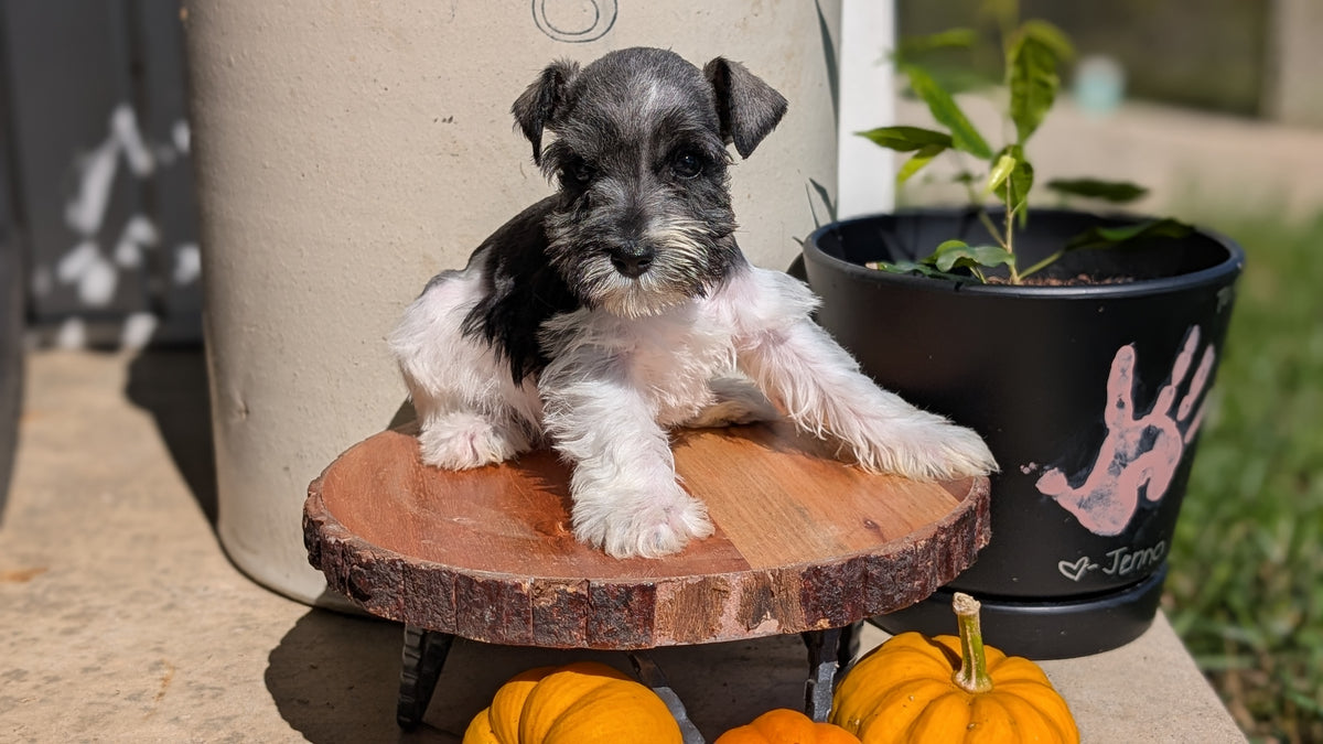 MINI SCHNAUZER (AUG 24) 8 FEMALES