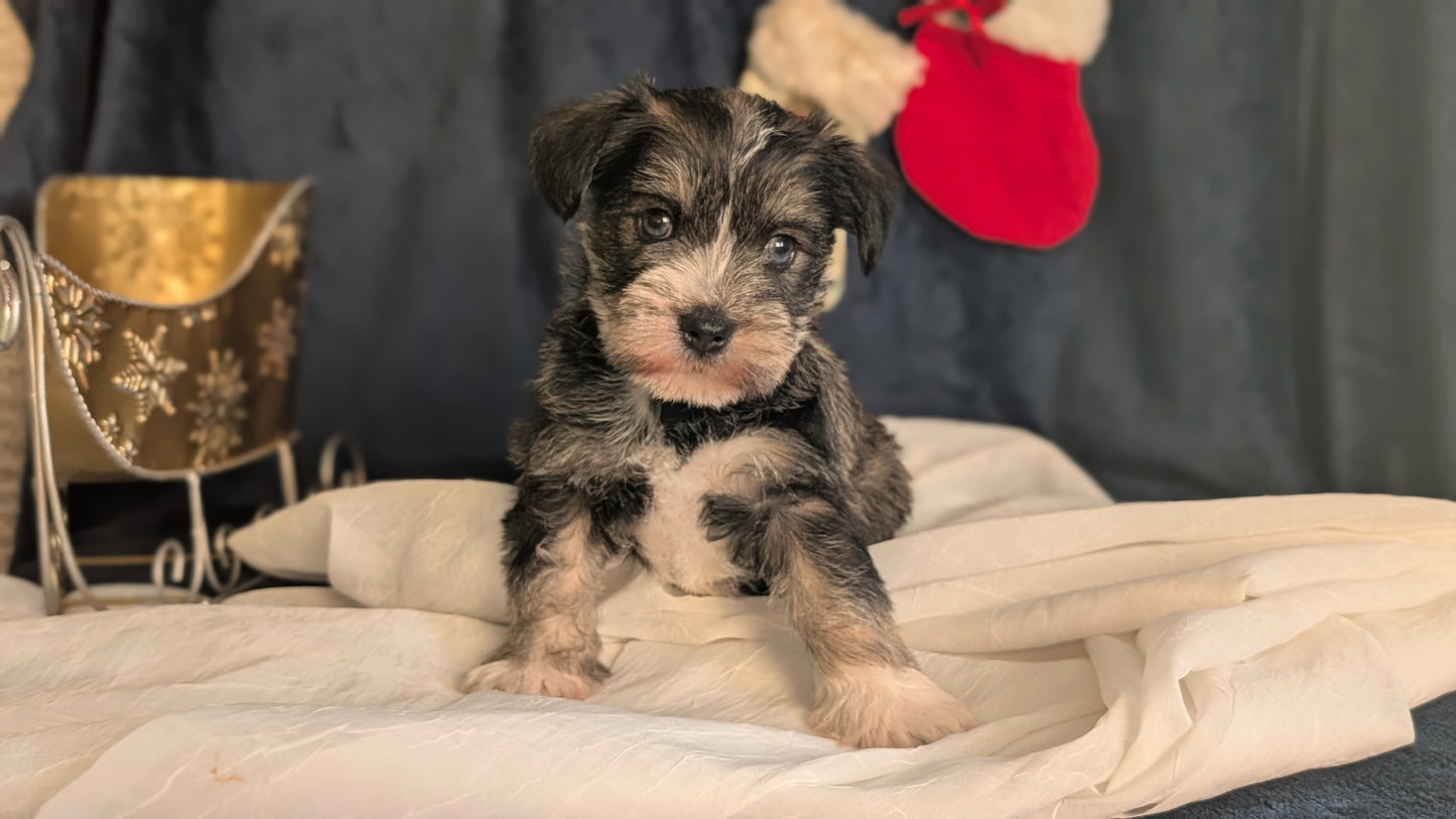 MINI SCHNAUZER (OCT 27) FEMALE