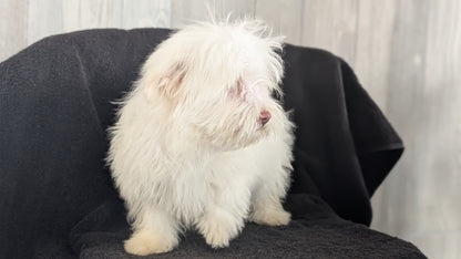HAVANESE (OCT 25) MALES