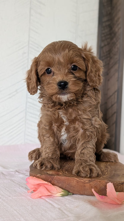 CAVAPOO (FEB 11) MALES